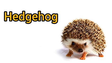 hedgehog pronounce|scourge the hedgehog pronunciation.